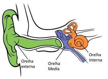 Estrutura da orelha